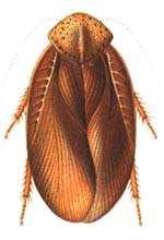 Cockroach Pic 2
